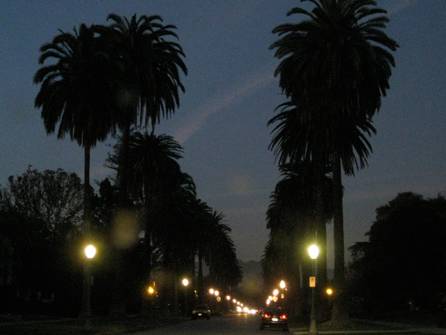 palmtrees2010-1